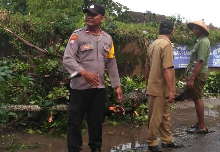 Bencana Alam Pohon Tumbang di Kota Gajah Lampung Tengah, Seorang Pengendara Alami Luka Serius dan Dilarikan ke Rumah Sakit